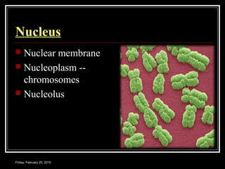 Friday, February 20, 2015
Nucleus
 Nuclear membrane
 Nucleoplasm --
chromosomes
 Nucleolus
 