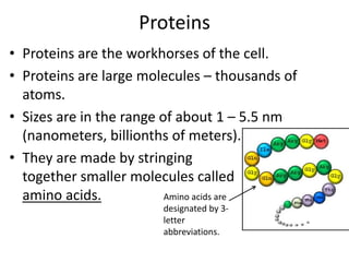 Proteins
• Proteins are the workhorses of the cell.
• Proteins are large molecules – thousands of
atoms.
• Sizes are in the range of about 1 – 5.5 nm
(nanometers, billionths of meters).
• They are made by stringing
together smaller molecules called
amino acids. Amino acids are
designated by 3-
letter
abbreviations.
 