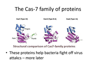 The Cas-7 family of proteins
• These proteins help bacteria fight off virus
attakcs – more later
 