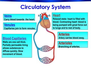Circulatory System
Veins
Carry blood towards the heart.
Venules
Capillaries join to form venules.
Blood Capillaries
Walls are one cell thick.
Partially permeable lining
allows substances to
diffuse quickly. Slow
movement of blood.
Heart
Relaxed state: heart is filled with
blood. Contracting heart: blood is
being pumped with great force out
to lungs and to rest of body.
Arteries
Artery carries blood away.
Arterioles
Branching of arteries.
 