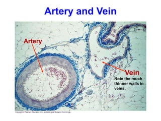 Artery
Vein
Note the much
thinner walls in
veins.
Artery and Vein
 