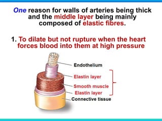 One reason for walls of arteries being thick
and the middle layer being mainly
composed of elastic fibres.
1. To dilate but not rupture when the heart
forces blood into them at high pressure
 