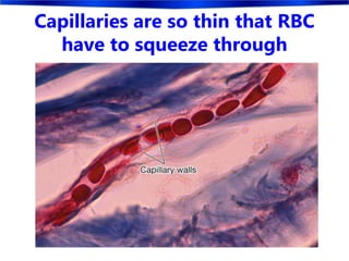 Capillaries are so thin that RBC
have to squeeze through
 
