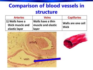 Comparison of blood vessels in
structure
Arteries Veins Capillaries
1) Walls have a
thick muscle and
elastic layer
Walls have a thin
muscle and elastic
layer
Walls are one cell
thick
 