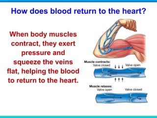 When body muscles
contract, they exert
pressure and
squeeze the veins
flat, helping the blood
to return to the heart.
How does blood return to the heart?
 