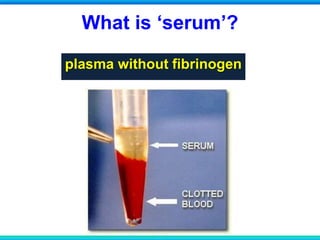 What is ‘serum’?
plasma without fibrinogen
 