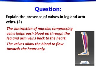 Explain the presence of valves in leg and arm
veins. (2)
Question:
The contraction of muscles compressing
veins helps push blood up through the
leg and arm veins back to the heart.
The valves allow the blood to flow
towards the heart only.
 