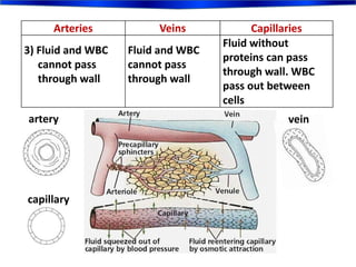 Arteries Veins Capillaries
3) Fluid and WBC
cannot pass
through wall
Fluid and WBC
cannot pass
through wall
Fluid without
proteins can pass
through wall. WBC
pass out between
cells
artery vein
capillary
 