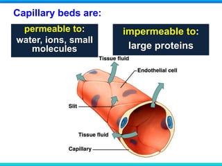 Capillary beds are:
permeable to:
water, ions, small
molecules
impermeable to:
large proteins
 