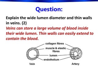 Question:
Explain the wide lumen diameter and thin walls
in veins. (2)
Veins can store a large volume of blood inside
their wide lumen. Thin walls can easily extend to
contain the blood.
 