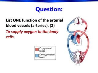 Question:
List ONE function of the arterial
blood vessels (arteries). (2)
To supply oxygen to the body
cells.
 