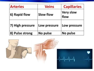 Arteries Veins Capillaries
6) Rapid flow Slow flow
Very slow
flow
7) High pressure Low pressure Low pressure
8) Pulse strong No pulse No pulse
 