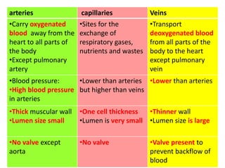 arteries capillaries Veins
•Carry oxygenated
blood away from the
heart to all parts of
the body
•Except pulmonary
artery
•Sites for the
exchange of
respiratory gases,
nutrients and wastes
•Transport
deoxygenated blood
from all parts of the
body to the heart
except pulmonary
vein
•Blood pressure:
•High blood pressure
in arteries
•Lower than arteries
but higher than veins
•Lower than arteries
•Thick muscular wall
•Lumen size small
•One cell thickness
•Lumen is very small
•Thinner wall
•Lumen size is large
•No valve except
aorta
•No valve •Valve present to
prevent backflow of
blood
 
