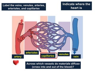 Label the veins, venules, arteries,
arterioles, and capillaries
Across which vessels do materials diffuse
(cross into and out of the blood)?
Indicate where the
heart is
vein
venules
artery
arterioles
capillaries
 