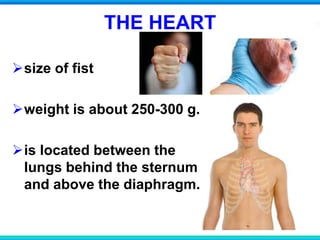 THE HEART
size of fist
weight is about 250-300 g.
is located between the
lungs behind the sternum
and above the diaphragm.
 