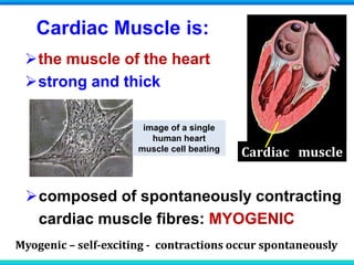 Cardiac Muscle is:
the muscle of the heart
strong and thick
Cardiac muscle
composed of spontaneously contracting
cardiac muscle fibres: MYOGENIC
image of a single
human heart
muscle cell beating
Myogenic – self-exciting - contractions occur spontaneously
 