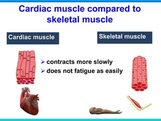 Cardiac muscle compared to
skeletal muscle
Cardiac muscle
 contracts more slowly
 does not fatigue as easily
Skeletal muscle
 