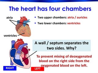 The heart has four chambers
atria  Two upper chambers: atria / auricles
 Two lower chambers: ventricles
ventricles
A wall / septum separates the
two sides. Why?
To prevent mixing of deoxygenated
blood on the right side from the
oxygenated blood on the left.
RIGHT LEFT
 