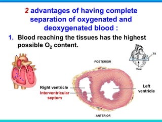 2 advantages of having complete
separation of oxygenated and
deoxygenated blood :
1. Blood reaching the tissues has the highest
possible O2 content.
Interventricular
septum
Left
ventricle
Right ventricle
 
