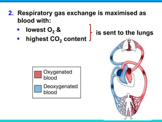 2. Respiratory gas exchange is maximised as
blood with:
 lowest O2 &
 highest CO2 content
is sent to the lungs
 