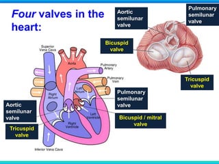 Four valves in the
heart:
Pulmonary
semilunar
valveAortic
semilunar
valve
Tricuspid
valve
Bicuspid / mitral
valve
Tricuspid
valve
Bicuspid
valve
Pulmonary
semilunar
valve
Aortic
semilunar
valve
 