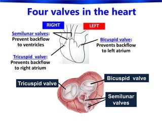 Four valves in the heart
Tricuspid valve:
Prevents backflow
to right atrium
Bicuspid valve:
Prevents backflow
to left atrium
Semilunar valves:
Prevent backflow
to ventricles
RIGHT LEFT
Bicuspid valve
Tricuspid valve
Semilunar
valves
 