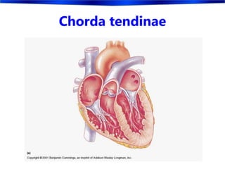 Chorda tendinae
 