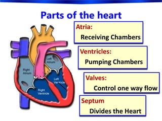 Parts of the heart
Atria:
Receiving Chambers
Ventricles:
Pumping Chambers
Valves:
Control one way flow
Septum
Divides the Heart
 