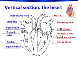 Vertical section: the heart
Aorta
Pulmonary vein
Left atrium
Right atrium
Vena cava
Tricuspid
valve
Pulmonary artery
Right ventricle
Tendon Left ventricle
Semi-lunar valves
Bicuspid valve
 