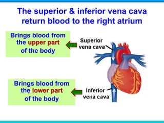 The superior & inferior vena cava
return blood to the right atrium
Brings blood from
the upper part
of the body
Brings blood from
the lower part
of the body
 