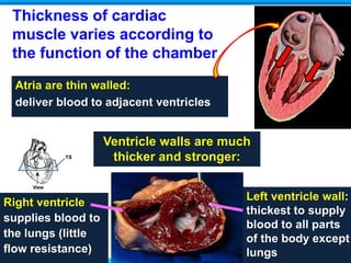 Thickness of cardiac
muscle varies according to
the function of the chamber
Atria are thin walled:
deliver blood to adjacent ventricles
Ventricle walls are much
thicker and stronger:
Right ventricle
supplies blood to
the lungs (little
flow resistance)
Left ventricle wall:
thickest to supply
blood to all parts
of the body except
lungs
 