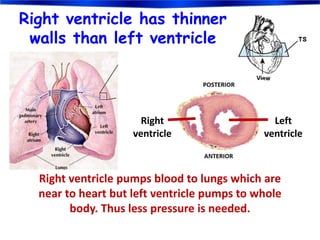 Right ventricle has thinner
walls than left ventricle
Right ventricle pumps blood to lungs which are
near to heart but left ventricle pumps to whole
body. Thus less pressure is needed.
Right
ventricle
Left
ventricle
 