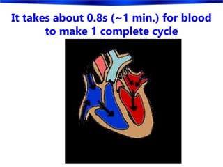 It takes about 0.8s (~1 min.) for blood
to make 1 complete cycle
 