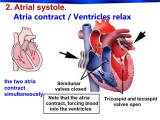 2. Atrial systole.
Atria contract / Ventricles relax
the two atria
contract
simultaneously.
 