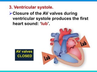 3. Ventricular systole.
Closure of the AV valves during
ventricular systole produces the first
heart sound: ‘lub’.
AV valves
CLOSED
 