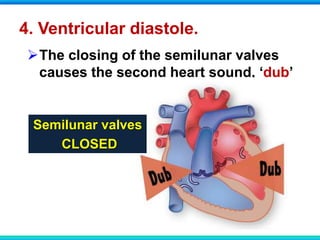 4. Ventricular diastole.
The closing of the semilunar valves
causes the second heart sound, ‘dub’
Semilunar valves
CLOSED
 