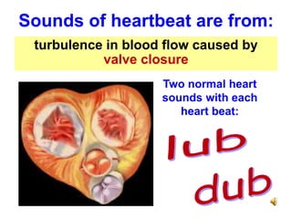 Two normal heart
sounds with each
heart beat:
Sounds of heartbeat are from:
turbulence in blood flow caused by
valve closure
 