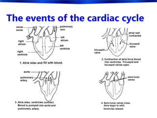 The events of the cardiac cycle
 