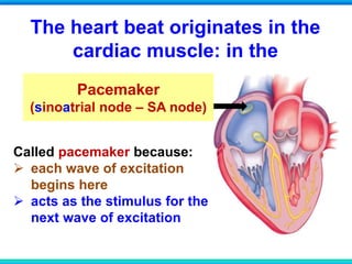 The heart beat originates in the
cardiac muscle: in the
Pacemaker
(sinoatrial node – SA node)
Called pacemaker because:
 each wave of excitation
begins here
 acts as the stimulus for the
next wave of excitation
 