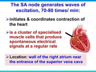 The SA node generates waves of
excitation, 70-80 times/ min:
Location: wall of the right atrium near
the entrance of the superior vena cava
initiates & coordinates contraction of
the heart
is a cluster of specialised
muscle cells that produce
spontaneous electrical
signals at a regular rate
 