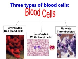 Erytrocytes
Red blood cells
Platelets
Thrombocytes
Leucocytes
White blood cells
Three types of blood cells:
 
