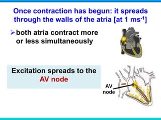 Once contraction has begun: it spreads
through the walls of the atria [at 1 ms-1]
Excitation spreads to the
AV node
both atria contract more
or less simultaneously
 