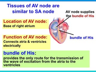 Tissues of AV node are
similar to SA node AV node supplies
the bundle of His
bundle of His:
provides the only route for the transmission of
the wave of excitation from the atria to the
ventricles
bundle of His
Location of AV node:
Base of right atrium
Function of AV node:
Connects atria & ventricles
electrically
 