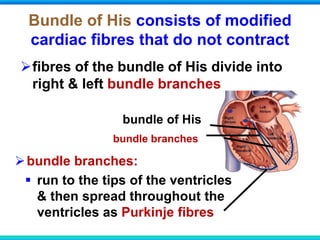 Bundle of His consists of modified
cardiac fibres that do not contract
fibres of the bundle of His divide into
right & left bundle branches
bundle of His
bundle branches
bundle branches:
 run to the tips of the ventricles
& then spread throughout the
ventricles as Purkinje fibres
 