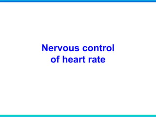 Nervous control
of heart rate
 