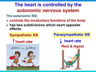 The heart is controlled by the
autonomic nervous system
Sympathetic NS
heart rate
The autonomic NS:
 controls the involuntary functions of the body
 has two subdivisions which exert opposite
effects:
Parasympathetic NS
heart rate
Rest & digest
 