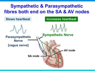 Sympathetic & Parasympathetic
fibres both end on the SA & AV nodes
Parasympathetic
Nerve
[vagus nerve]
Sympathetic Nerve
Slows heartbeat Increases heartbeat
 