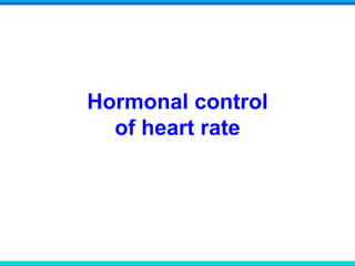 Hormonal control
of heart rate
 
