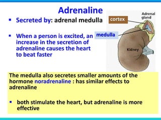 Adrenaline
 Secreted by: adrenal medulla
 When a person is excited, an
increase in the secretion of
adrenaline causes the heart
to beat faster
medulla
cortex
The medulla also secretes smaller amounts of the
hormone noradrenaline : has similar effects to
adrenaline
 both stimulate the heart, but adrenaline is more
effective
 
