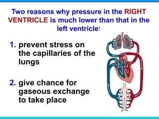Two reasons why pressure in the RIGHT
VENTRICLE is much lower than that in the
left ventricle:
1. prevent stress on
the capillaries of the
lungs
2. give chance for
gaseous exchange
to take place
 